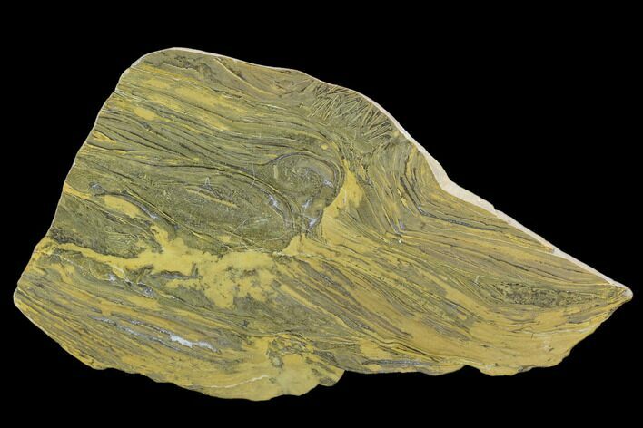 Polished Stromatolite (Kussiella) Slab - Billion Years #129227